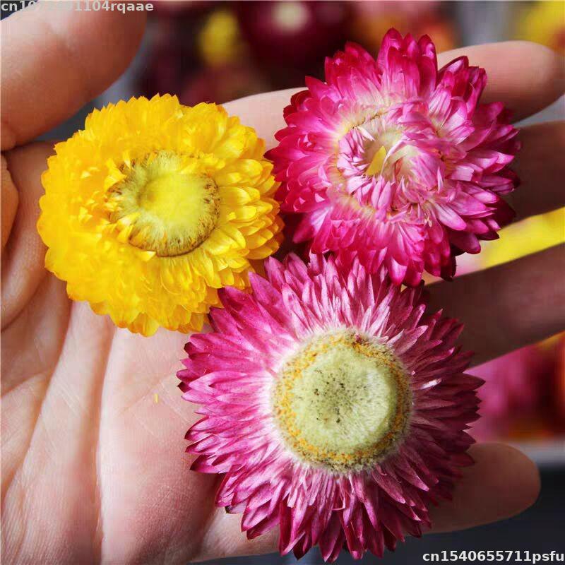 Candle Making Material Wholesale - Fiori Secchi 100% Naturali Bracteantha Bracteata